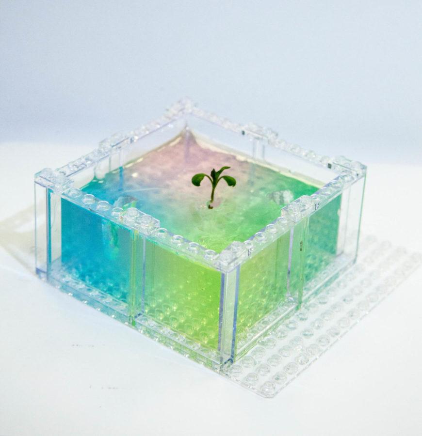 Ludovico Cademartiri, assistant professor of materials science and engineering, came up with the idea to use transparent Legos for his study of plant and root growth.