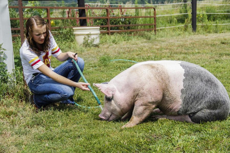 Iowa Pork Princess Katlyn Kahler, sophomore in animal science, bathes her pig Kevin at her familys farm outside of Cambridge, Iowa.