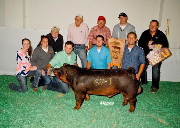 Iowa State had the 2014 Grand Champion Boar at the National Barrow Show and Auction in Austin, Minn. The boar sold for $85,000. 
