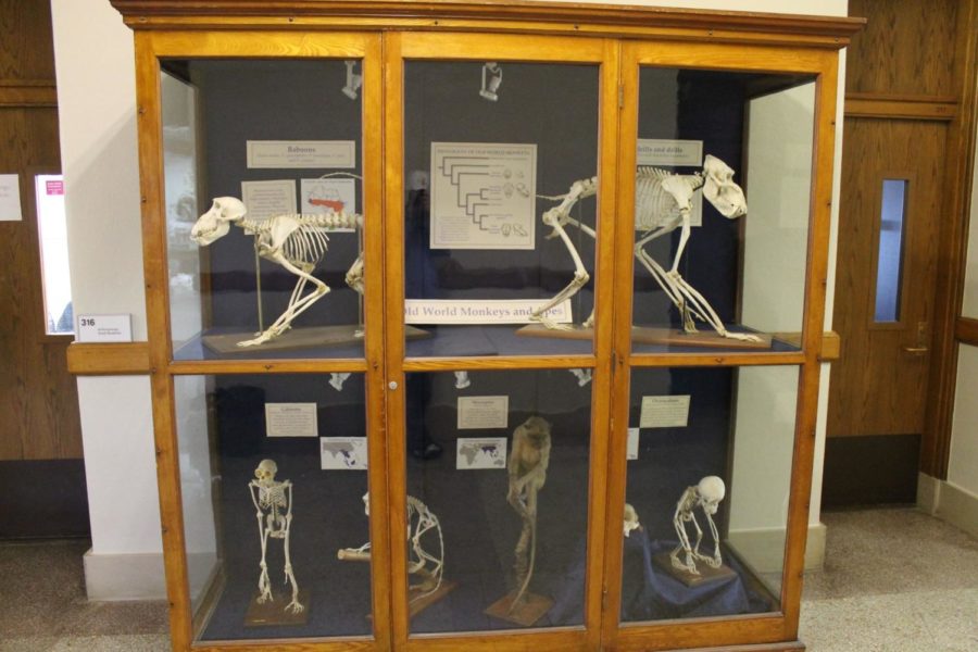 A cabinet filled with modern primate bones and information about each animal is on display in Curtiss Hall. The display cabinet can be found on the third level near the Department of Anthropology on Oct. 28.  