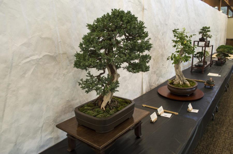 Bonsai trees were presented for an exhibition at Reiman Gardens on Oct. 4 and 5. This particular tree has been entered into competitions.