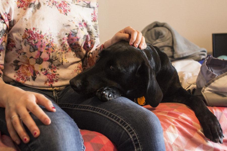 Maggie Patterson, sophomore in anthropology, rescued a 5-year-old lab-pointer mix named Pippa for an emotional support animal. Pippa lives with Patterson in her university-owned apartment to help her with her anxiety and depression.