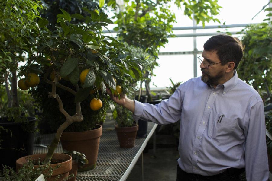 Robert Wallace, associate professor in ecology, evolution and organismal biology, inspects the fruit on a bitter orange tree in the greenhouse on the roof of Bessey Hall.