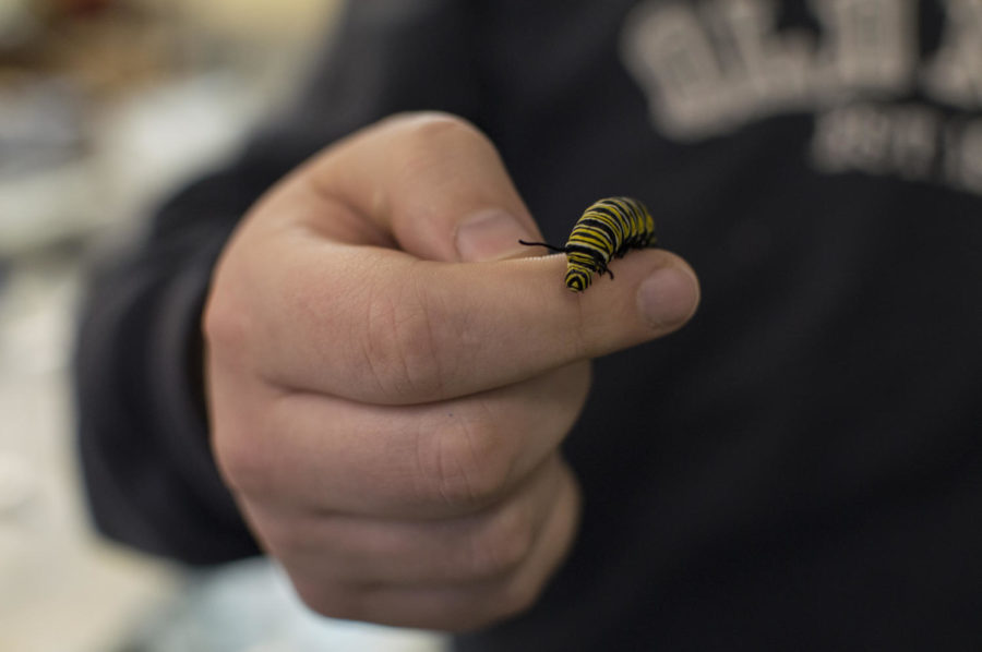 A monarch butterfly is displayed during its larval stage. Iowa State University is participating in a monarch conservation effort alongside the U.S. Agricultural Research Service.