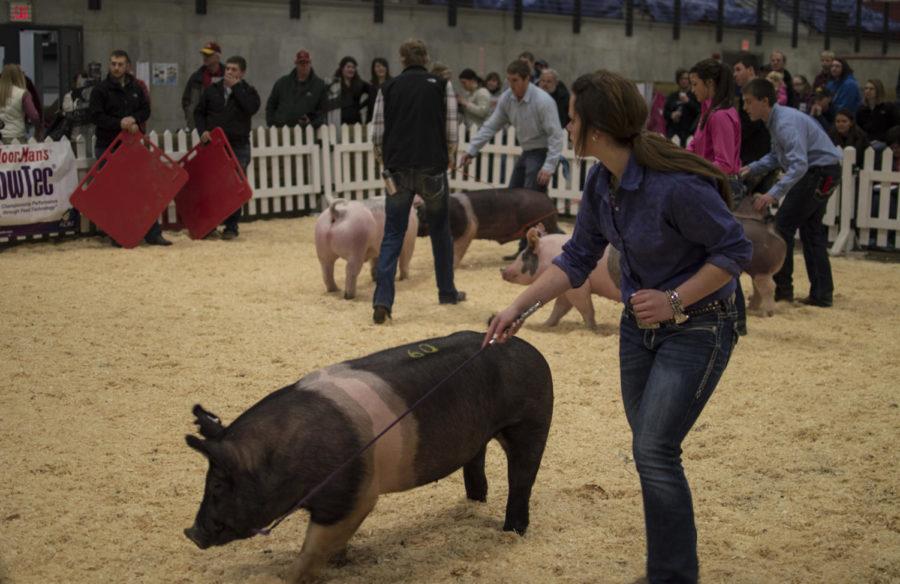 Contestants of the senior showmanship competition show their pigs to the judge and audience Feb. 28. The competition was part of the Cyclone Swine Spectacular put on by the Block and Bridle Club.