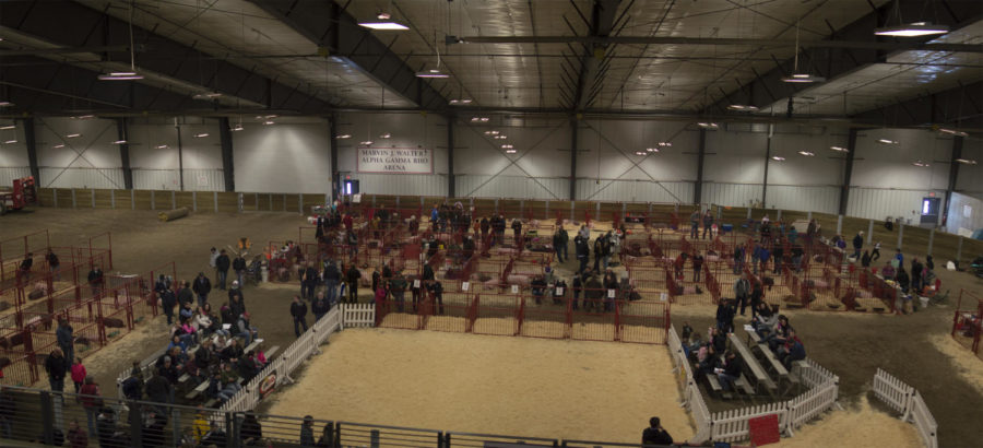 The audience waits for the senior showmanship competition to start during the Cyclone Swine Spectacular put on by the Block and Bridle Club on Feb. 28.
