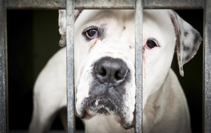 Animals are often considered part of the family, but too many are forced to suffer abuse. Columnist Ward asks that we all do our part to end animal abuse in the United States.