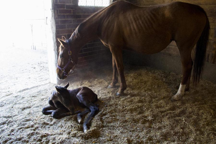 Rainbow Road stands over her day-old foal, Dominic, on March 31. Every spring, new foals are born in the ISU horse barns just north of campus. This spring, theyre expecting 38 foals to be born.