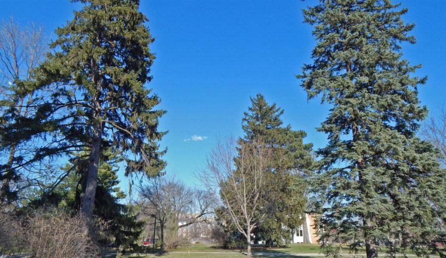 A line of trees will be removed for a new dorm next to Buchanan Hall.