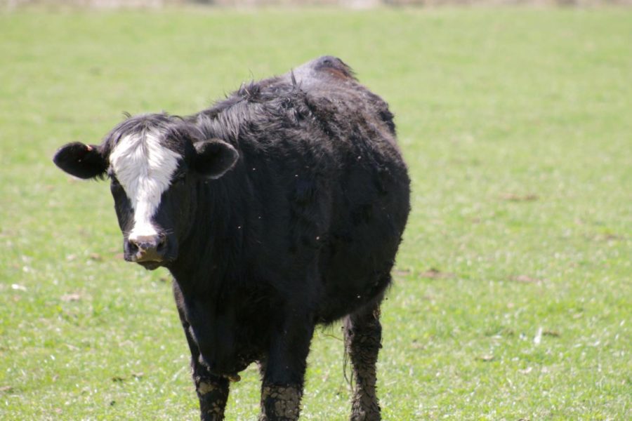 While there has not been a case of mad cow disease in the United States for many years, ranchers are constantly on guard and looking for new methods of diagnosis.