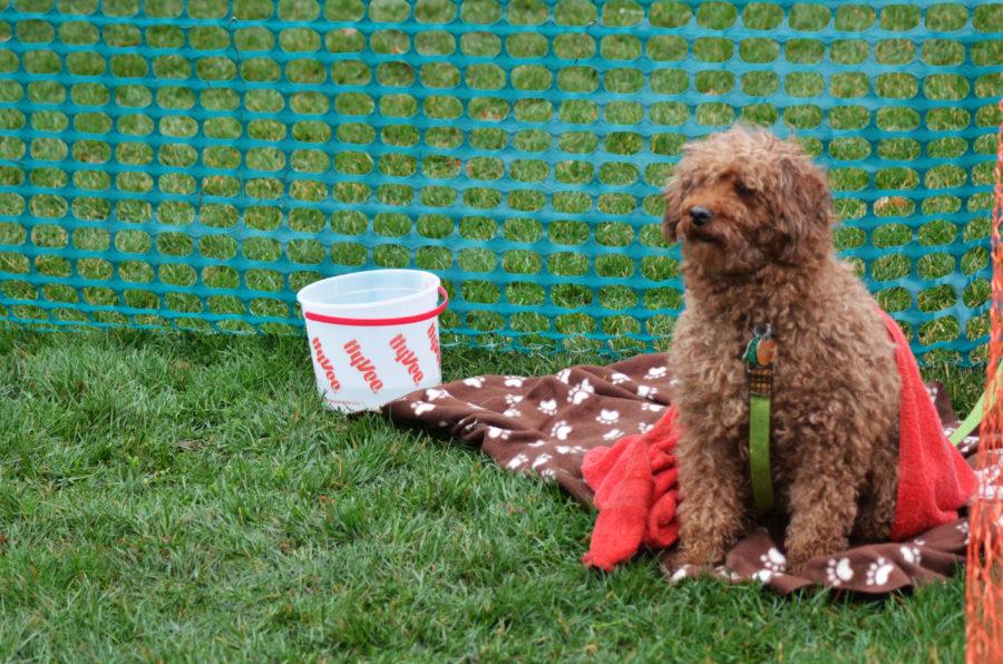 Despite the rain, students and puppies had fun at the Rent-a-Puppy fundraiser hosted by Sigma Lambda Gamma on Thursday. Students were able to play with a puppy for $10 or $15 on the south Campanile lawn. 