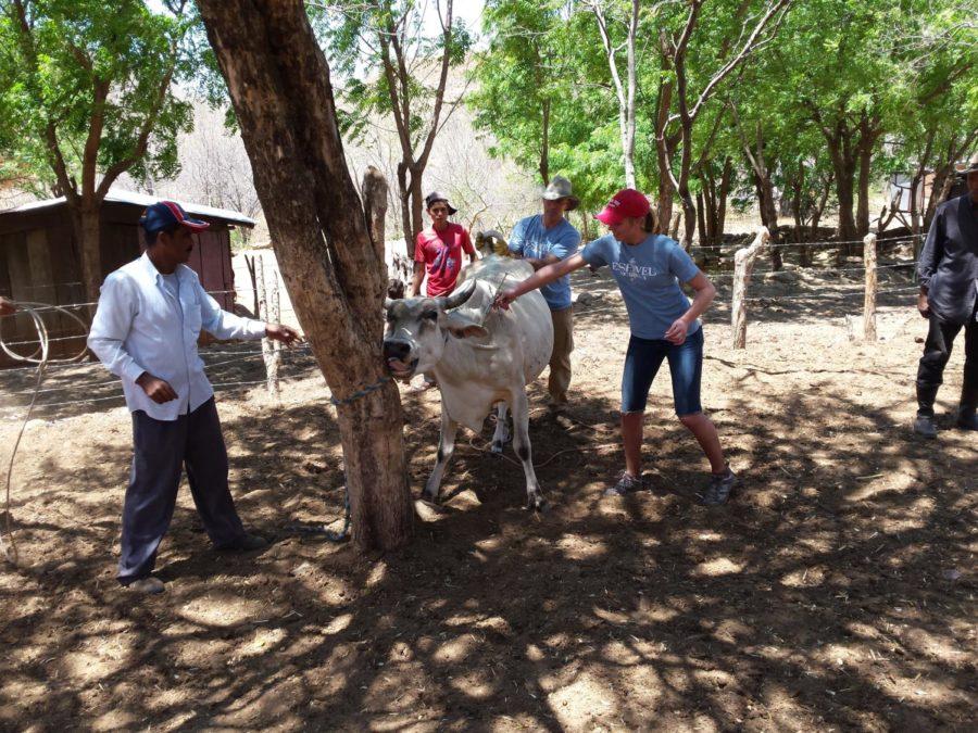 Erica Voris vaccinates cattle in Nicaragua.