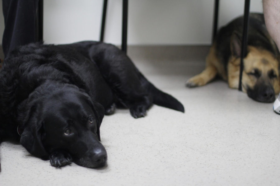 The Gurganuss dogs wait for a check up during the National Service Dog Eye Exam event in May 2013. The event is put on annually for service dogs by the American College of Veterinarian Ophthalmologists.