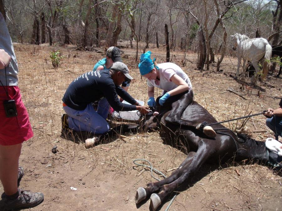 Nicole Hershberger and Luis Martinez perform surgery on a horse in Nicaragua.