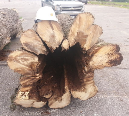 The 192-year-old hackberry tree cut down near Buchanan Hall was found to be in very poor condition.