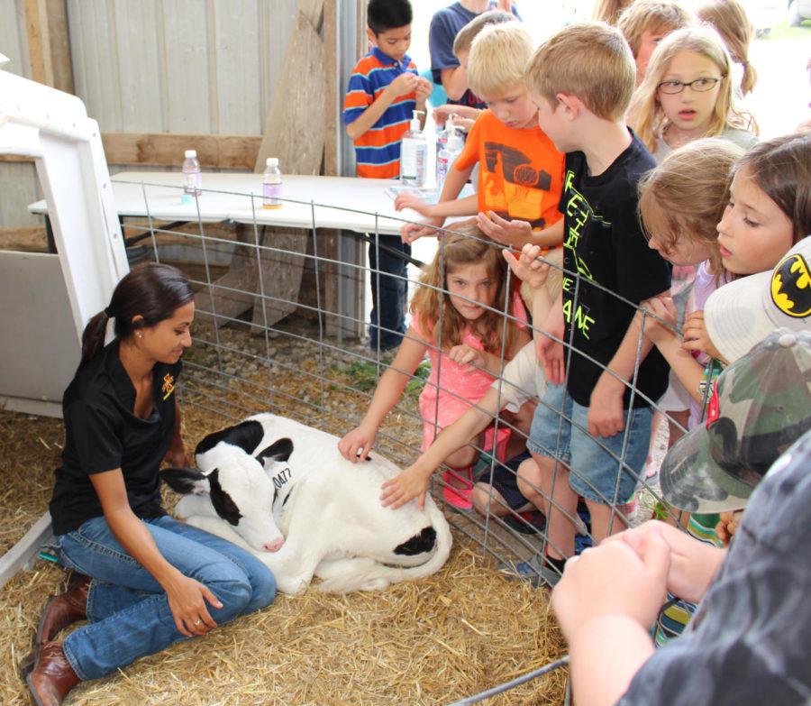 Kids had the opportunity to look at and pet a calf at the ISU Dairy Farm open house on Friday, June 5. 