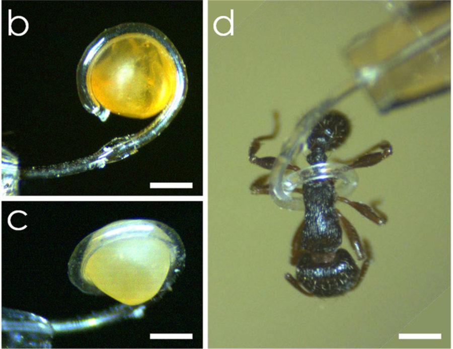 Figures (b) and (c) are optical micrographs showing the micro-tentacle’s ability to grab and hold a Mallotus villosus egg by winding around it conformally, and figure (d) shows another micro-tentacle grabbing and holding an ant. 