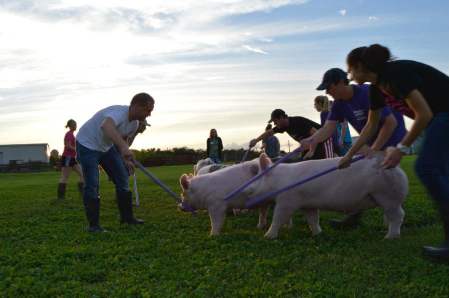 Greg Krahn leads a group of pigs at the Iowa State Swine Teaching Farm during their nightly walk. 