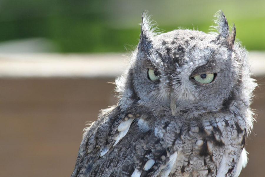 A great horned owl sits in McFarland Park awaiting release on Sept. 20. The release was put on by Saving Our Avian Resources and ISU Wildlife Care Clinic.