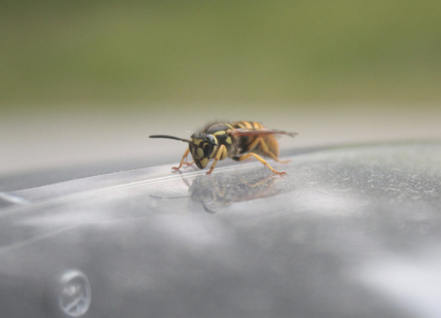 A yellow jacket wasp lands on a recycling bin on central campus on Oct. 6.