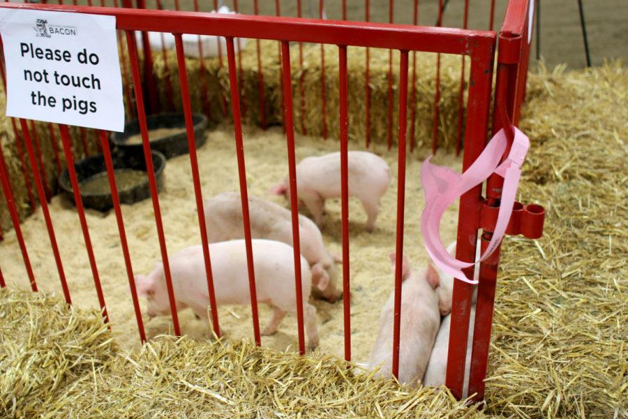 The Hansen Agricultural Learning Center hosted the 3rd annual Bacon Expo on Saturday.  The Expo offered opportunities for community members to taste bacon and learn more about agriculture.