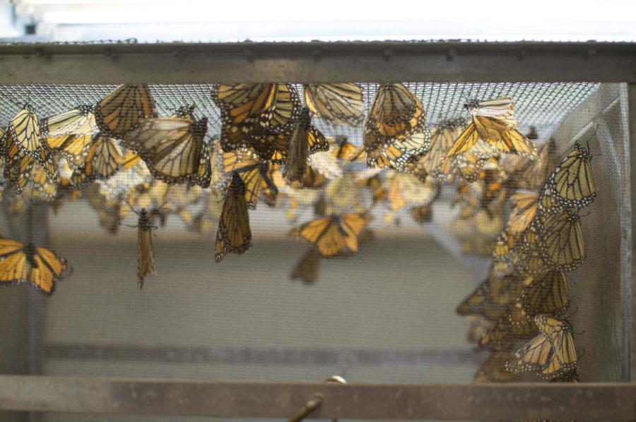 Monarch butterflies are watched at Iowa State University in the Genetics Laboratory. Iowa State is participating in a monarch conservation effort alongside the U.S. Agricultural Research Service.