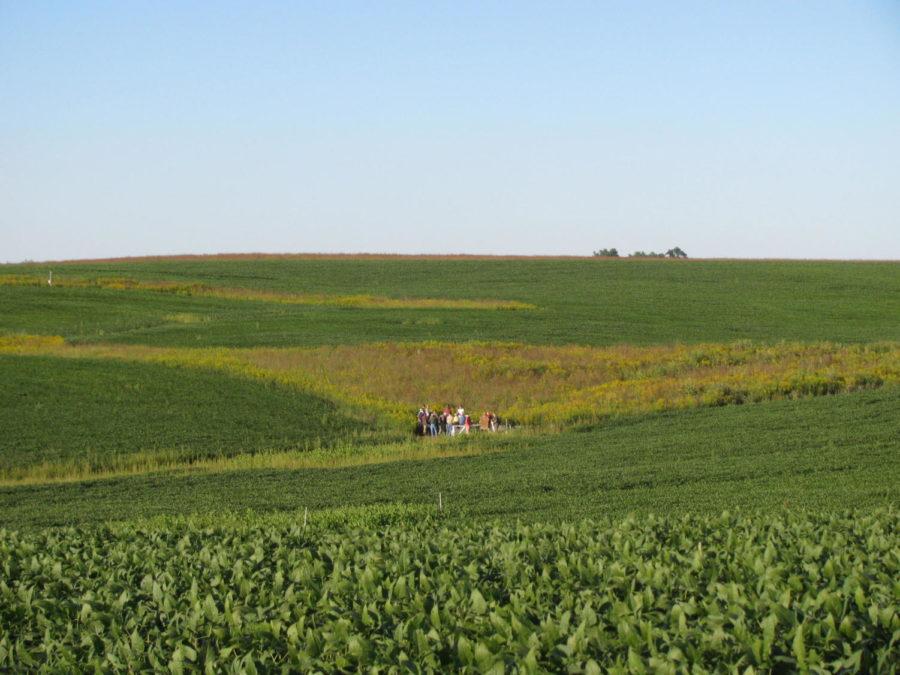 A small group of students and faculty stand in the middle of the prairie, taking crop samples. The prairie is located in Prairie City, Iowa, east of Des Moines. 