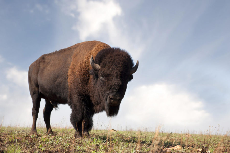 Yellowstone National Park has reportedly been involved in killing off excess bison.