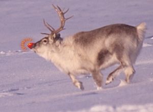 A favorite for children and the inner child of us all, Rudolph the Red Nosed Reindeer is now one of the most famous Christmas characters thanks to an old Montgomery Ward ad campaign that spawned a successful series of Christmas movies. 