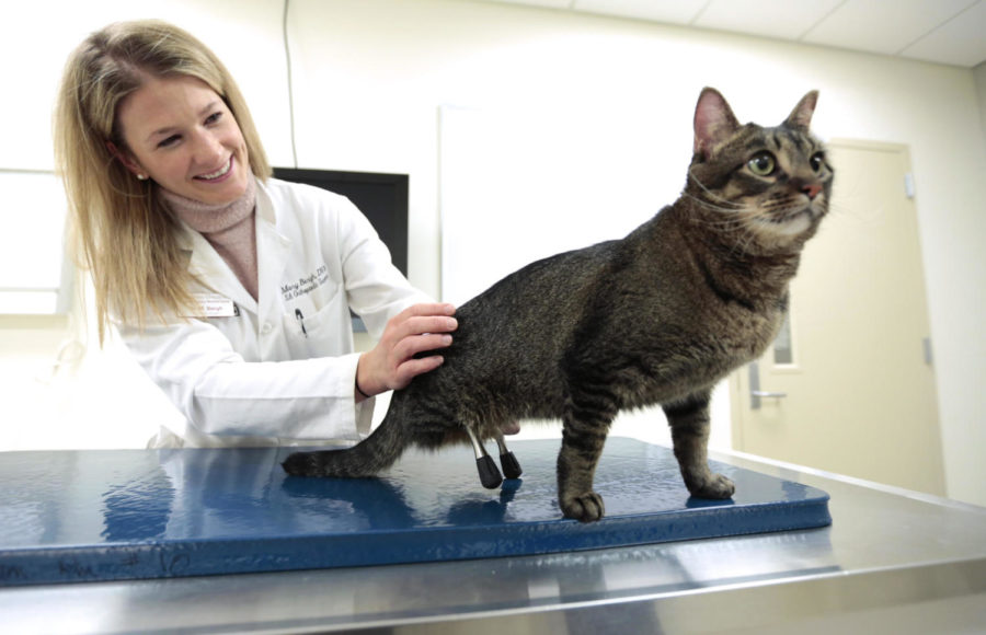 Dr. Sarah Mary Bergh pets Vincent the Cat who received two new titanium prosthetic legs. Bergh performed the surgery and expects Vincent to live a normal and happy.