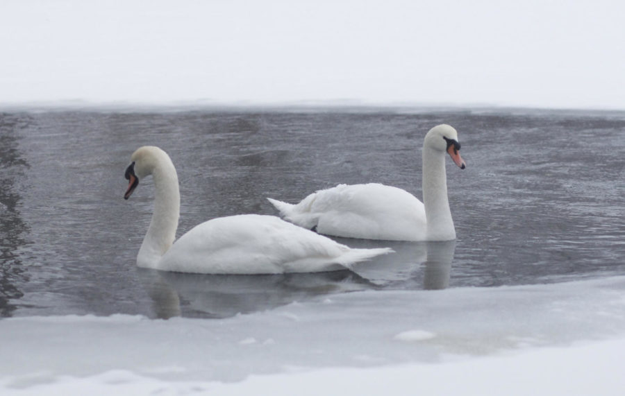 Lancelot and Elaine are unfazed by the cold on ISU's campus as weather takes a turn for the worse in Ames on Monday. 