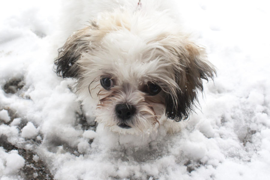 Teddy, a five-month-old puppy, is soaked after going out in the snow on Feb. 26 at University Village.
