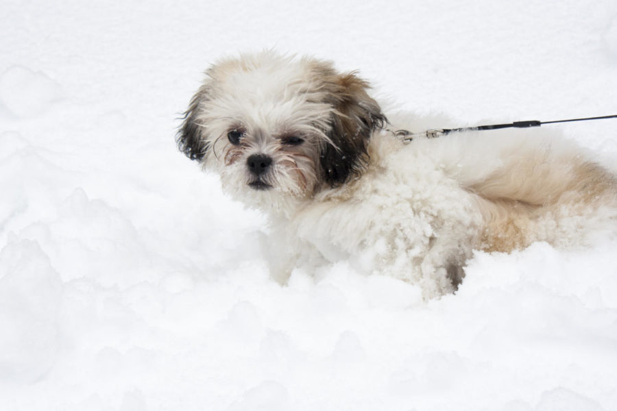 Teddy, a five-month-old puppy, goes outside in the cold of the snow Feb. 26 at University Village.
