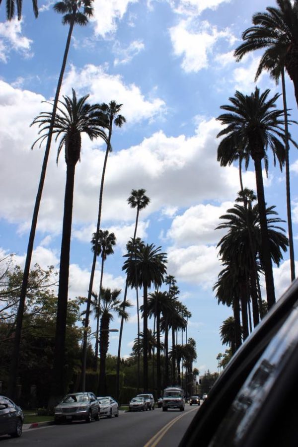 palm+trees