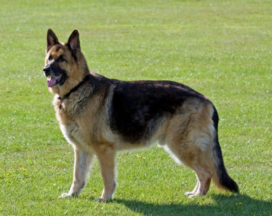 A German Shepherd dog