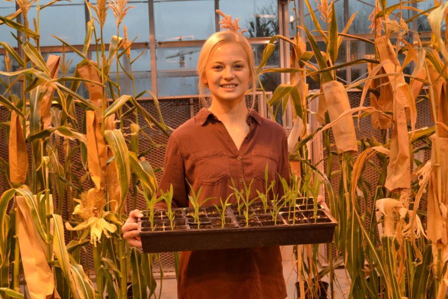 Raegen Hoefler, junior in genetics, holds some of her plants she has been growing for her research project, Maize on Mars. Hoefler has been researching since August, and she conducts her research in a greenhouse inside of the Molecular Biology Building. 
