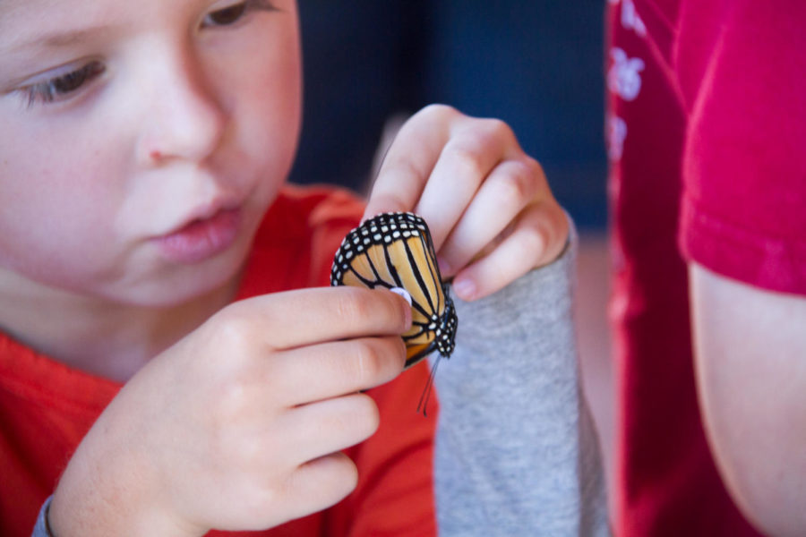 A child puts a sticker on a butterfly as part of a Monarch tagging event, Sept. 11, 2016 at Reiman Gardens. After the butterflies were tagged, they were released into the wild, where they could start their journey south to Mexico for the winter. 