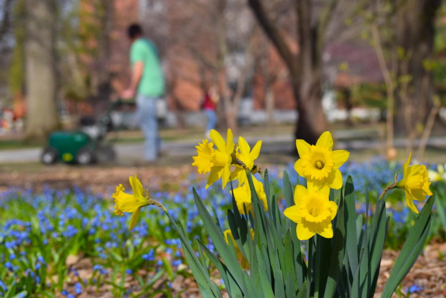 Daffodils bloom while university workers prepare campus for spring. 