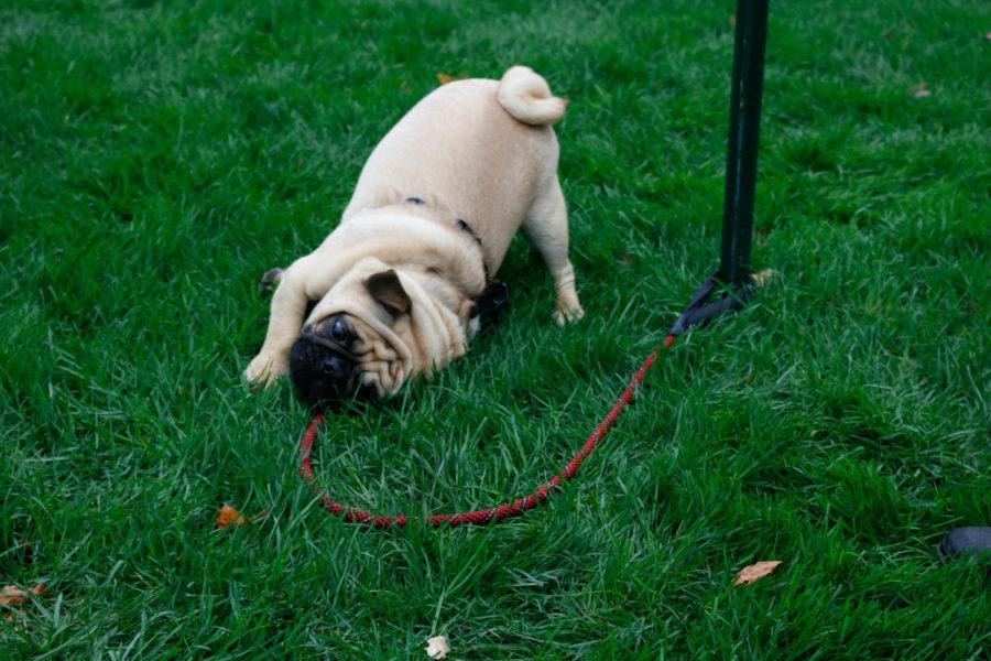 Bernie, a therapy dog in training, poses for a picture on the lawn in front of the Campanile. Dogs were brought in to help relieve students of their stress as they prepare for dead week and finals week. 