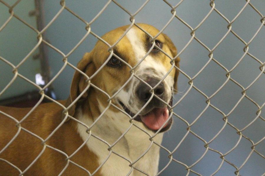 The Ames Animal Shelter is an open admission shelter, meaning they dont turn away animals for any reason except lack of space. 