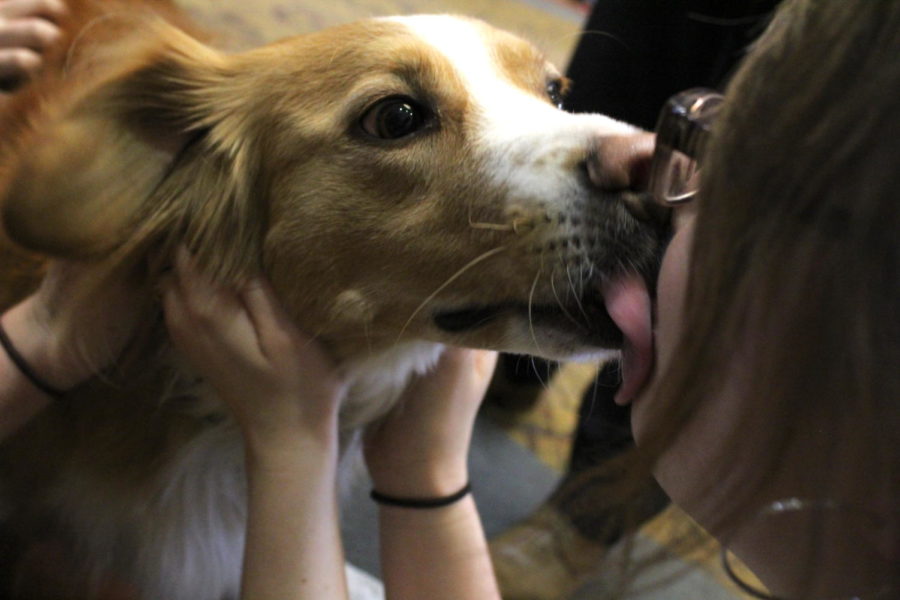 Mr. Cotton licks the face of a student during Barks @ Parks held in Parks Library on April 24. Held every semester during the week before finals, Barks @ Parks lets students pet therapy dogs to relieve stress and take a break from studying for finals. 