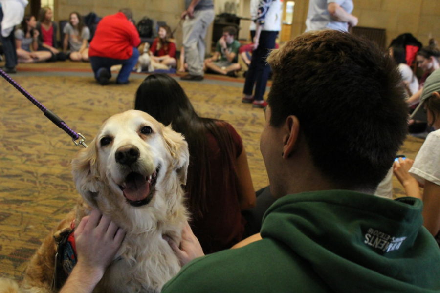 Cheer smiles as an Iowa State student pets her during Barks @ Parks held in Parks Library on April 24. Held every semester during the week before finals, Barks @ Parks lets students pet therapy dogs to relieve stress and take a break from studying for finals. 