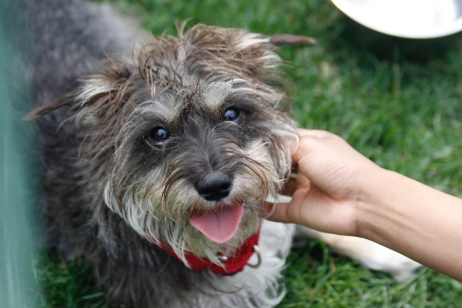 Valentine, a rescue dog from the Boone Humane Society, plays with a volunteer. 