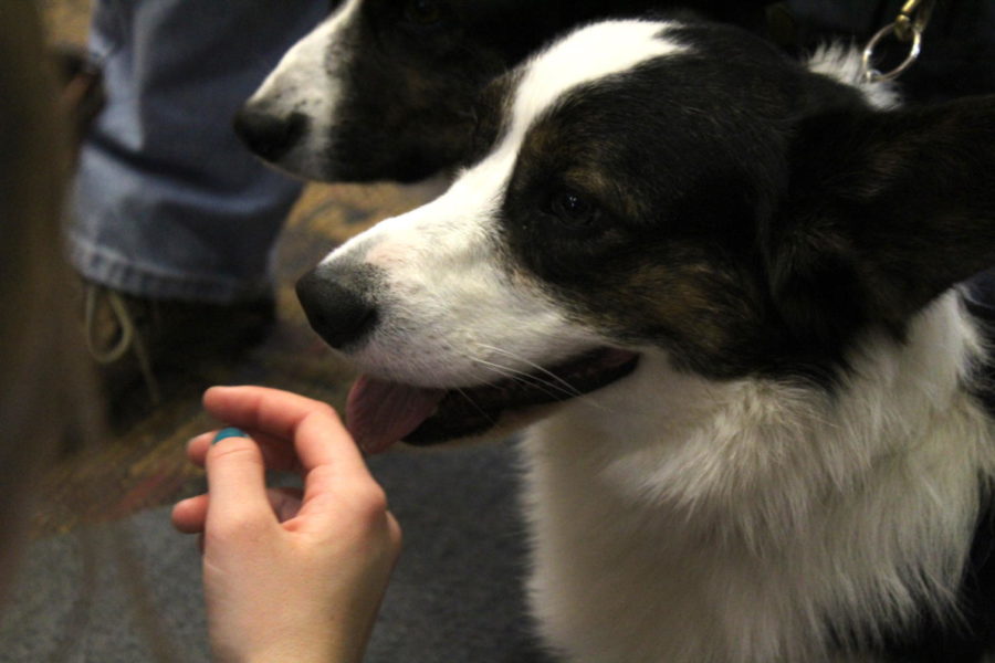 Brogan, a therapy dog, greets an Iowa State student during Barks @ Parks held at Parks Library on April 24. Local therapy dogs, such as Brogan, are brought to Parks Library every semester during the week before finals. 