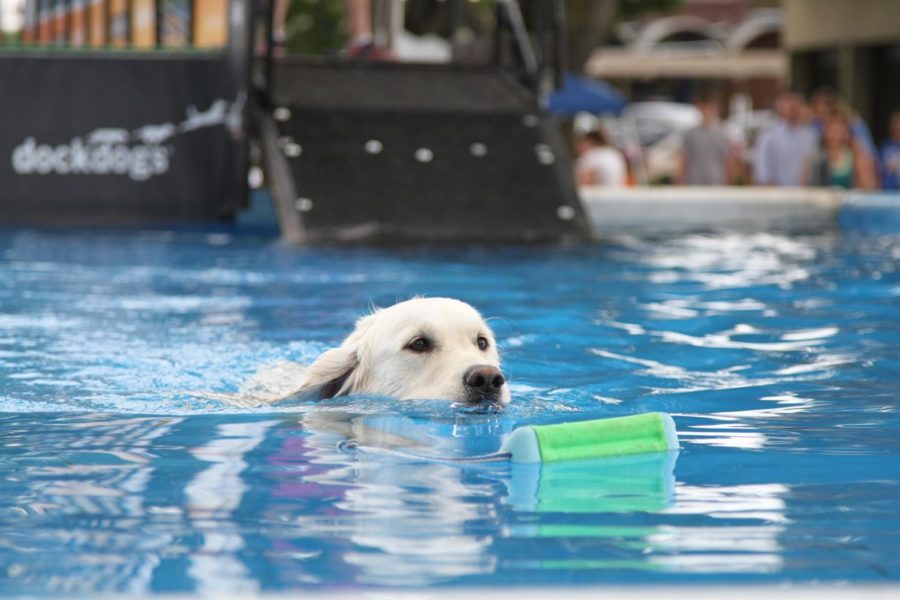 A dog swims toward a toy after jumping off the dock during the first annual Dock Dogs dock jumping competition in Ames on July 3 and 4. The competition was hosted by Ames Pet Resort.