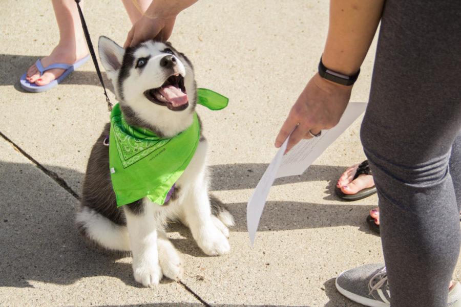 Oliver the husky pup helps Nami On Campus and the ISU PD handed out green bandannas and cards with mental health emergency numbers to students in front of the library Oct. 4. Oliver is the club’s mascot and helps get people involved with Nami on Campus’ mission is to address mental health issues on campus. 