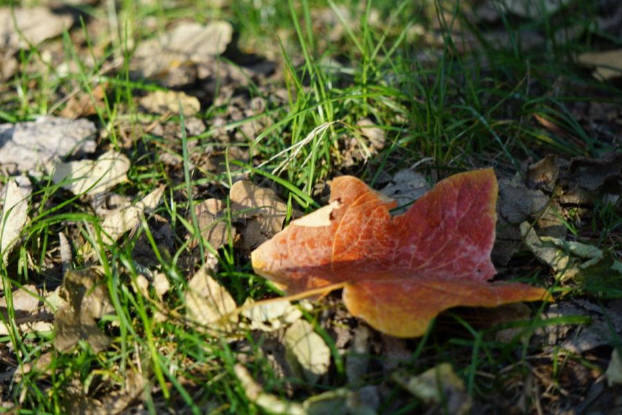 A fallen red leaf is surrounded by the still green grass, showing passers by that fall is in full swing.