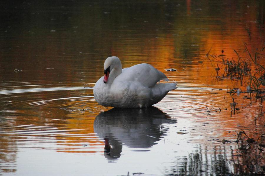 One of Iowa State's  swans that reside at Lake Laverne swims on a fall day.