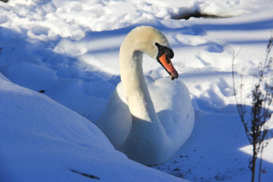 One of Iowa States iconic swans enjoying the sunlight while nestled on the frozen top of Lake Laverne. The original Lancelot and Elaine were introduced to Iowa State in 1936 and but have changed several times over the years with the current Lancelot and Elaine being welcomed to campus in 2003. 