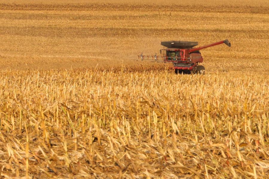 A combine harvests corn on Saturday, Oct. 21. The Heinemans own 900 acres of land, which takes several weeks to complete harvesting.